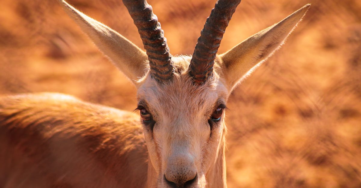 أبرز الفنون الشعبية المشاركة في موسم الرياض