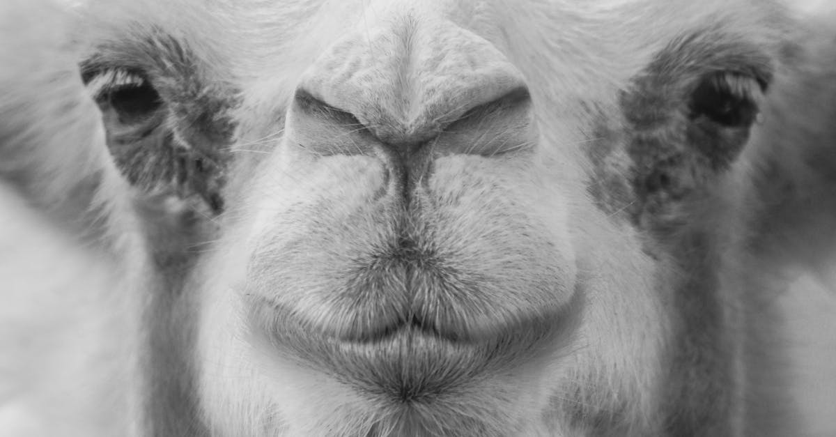 اكتشاف الثقافة المحلية من خلال الجولات السياحية