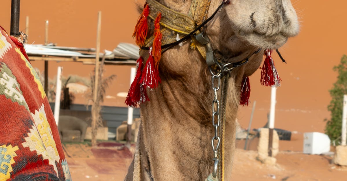 حفلات موسم الرياض: نجوم الفن والموسيقى في قلب العاصمة