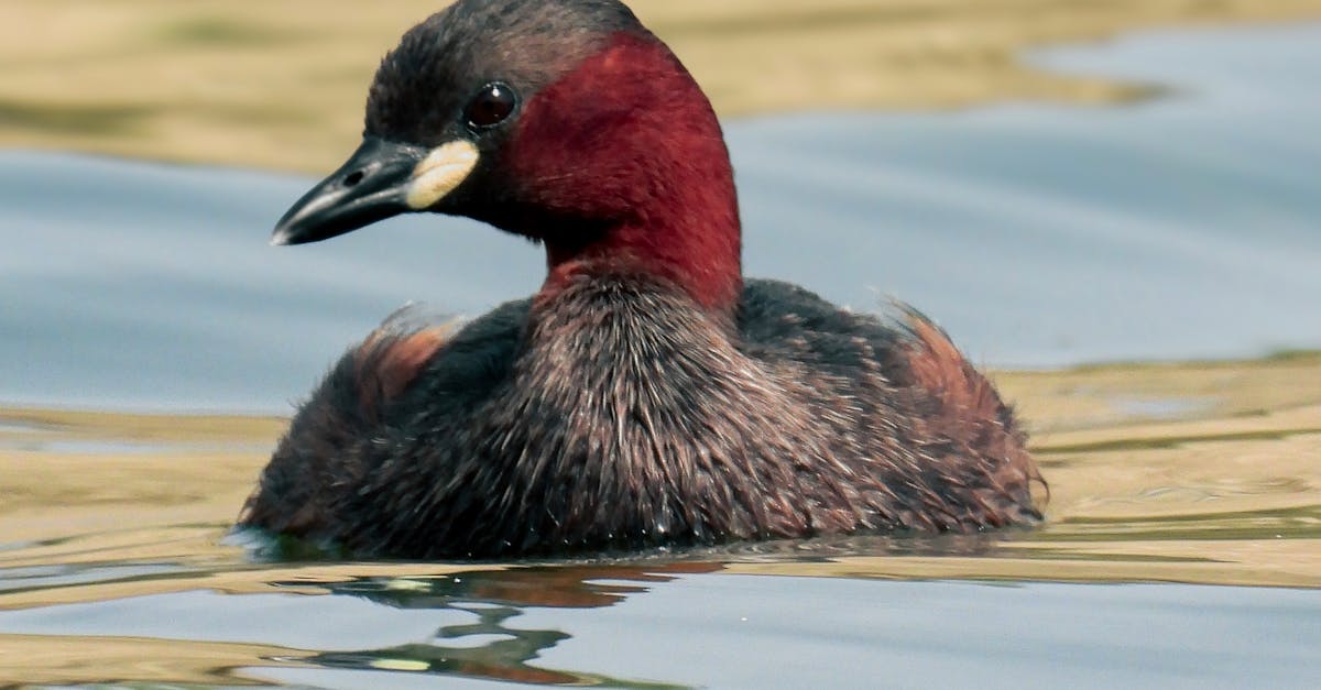 كيف يساهم موسم الرياض في تعزيز الثقافة الموسيقية