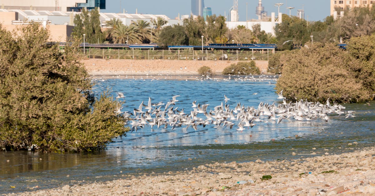 تاريخ الفنون الموسيقية في السعودية